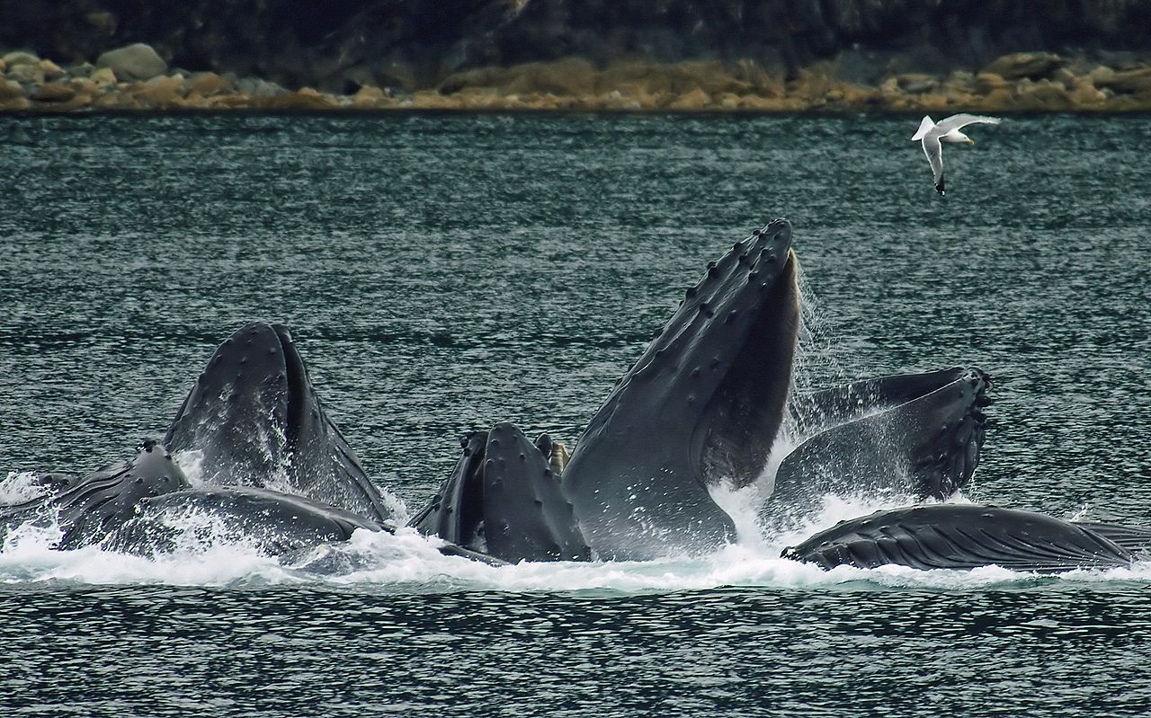 Erstmals dokumentiert: Die raffinierten Jagdmanöver der Buckelwale - Natur - derStandard.de ...