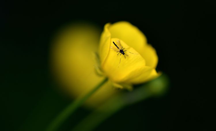 Eine Zuckmücke auf einer Blume