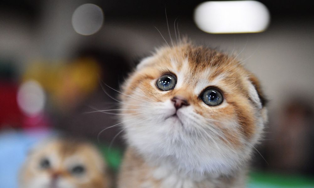 "Meow Meow!": CatGPT ist wie ChatGPT, aber es antwortet eine Katze