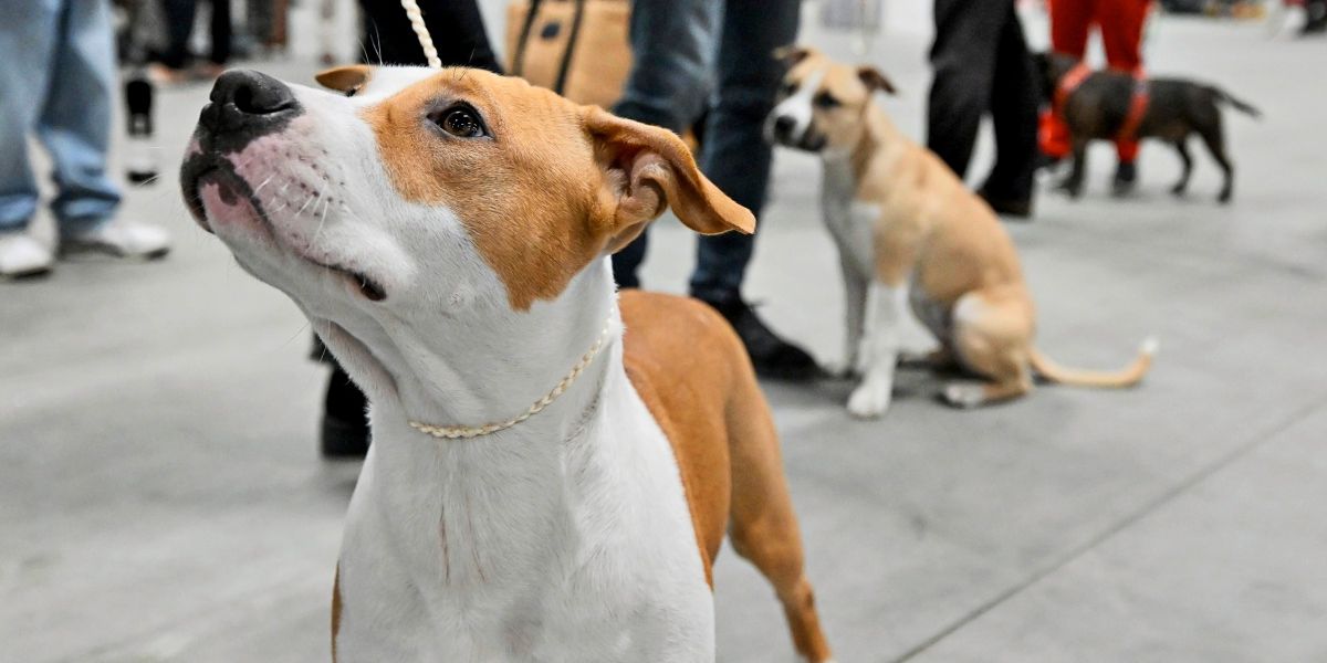After fatal dog attack in Naarn: 24,000 euros for bereaved relatives