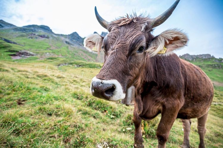 Schweizer stimmten für Verstümmelung der Kühe