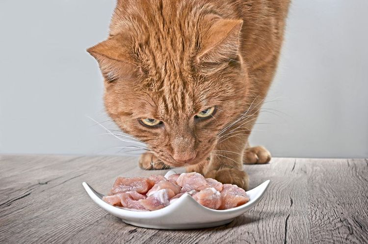 Katze Fleisch Barfen Rohfütterung
