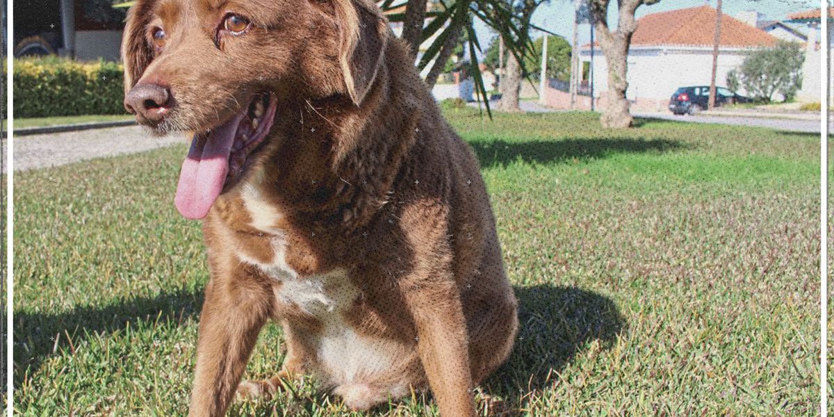 Bobi mit 30 Jahren Hund der Welt - Video - › Video