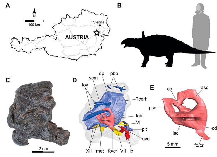 Struthi Österreichs einziger Dino ging im Bummelschritt - Natur - derStandard ...