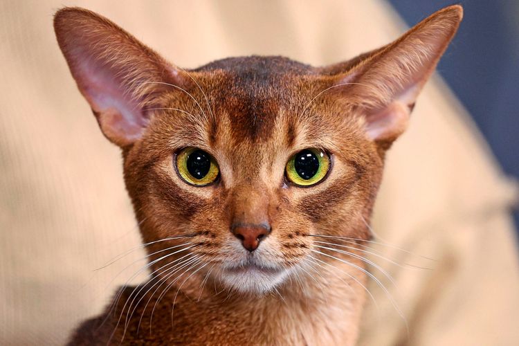 Nahaufnahme einer Abessinierkatze mit leuchtend gelb-grünen Augen und rotbraunem Fell. Die Katze sitzt vor einem unscharfen Hintergrund.