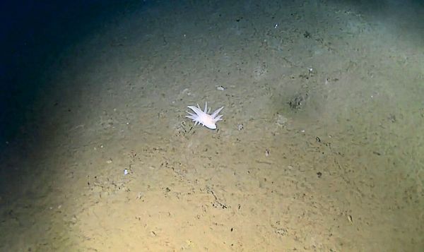 Tiefsee-Expedition-entdeckt-Kreatur-die-in-keinen-bekannten-Tierstamm-passt