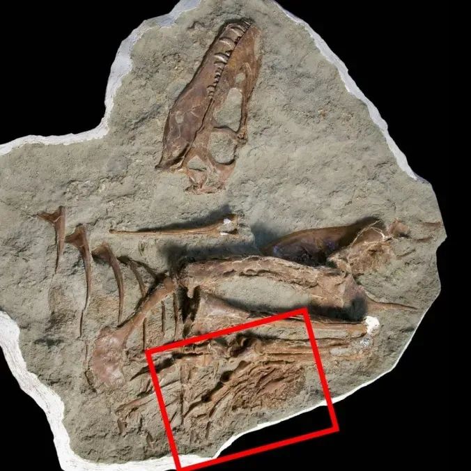 Fossile Überreste des Gargosaurus samt Mageninhalt