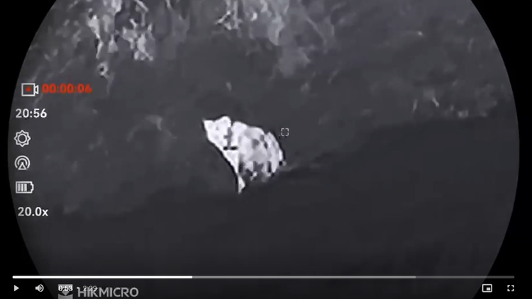 Schwarzweißes Bild von Wildtierkamera – möglicherweise. Zeigt Katzenartiges Tier oder Wolf.