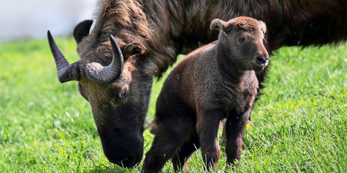 Gefährdete Ziegen-Art aus Himalaya wurde in Zoo Schmiding geboren