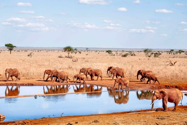 Neuer-Satellit-erm-glicht-wieder-Tierbeobachtung-aus-dem-All