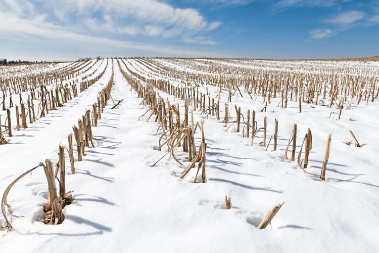 Maisstümpfe in einem verschneiten Feld