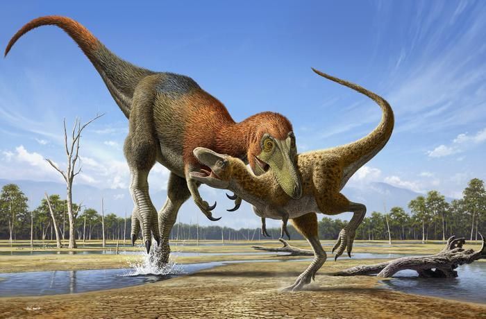 Illustration: Der größere Nanotyrannus attackiert einen jungen T. rex. Beide sehen aus wie mit mehrfarbigem Federflaum versehen.