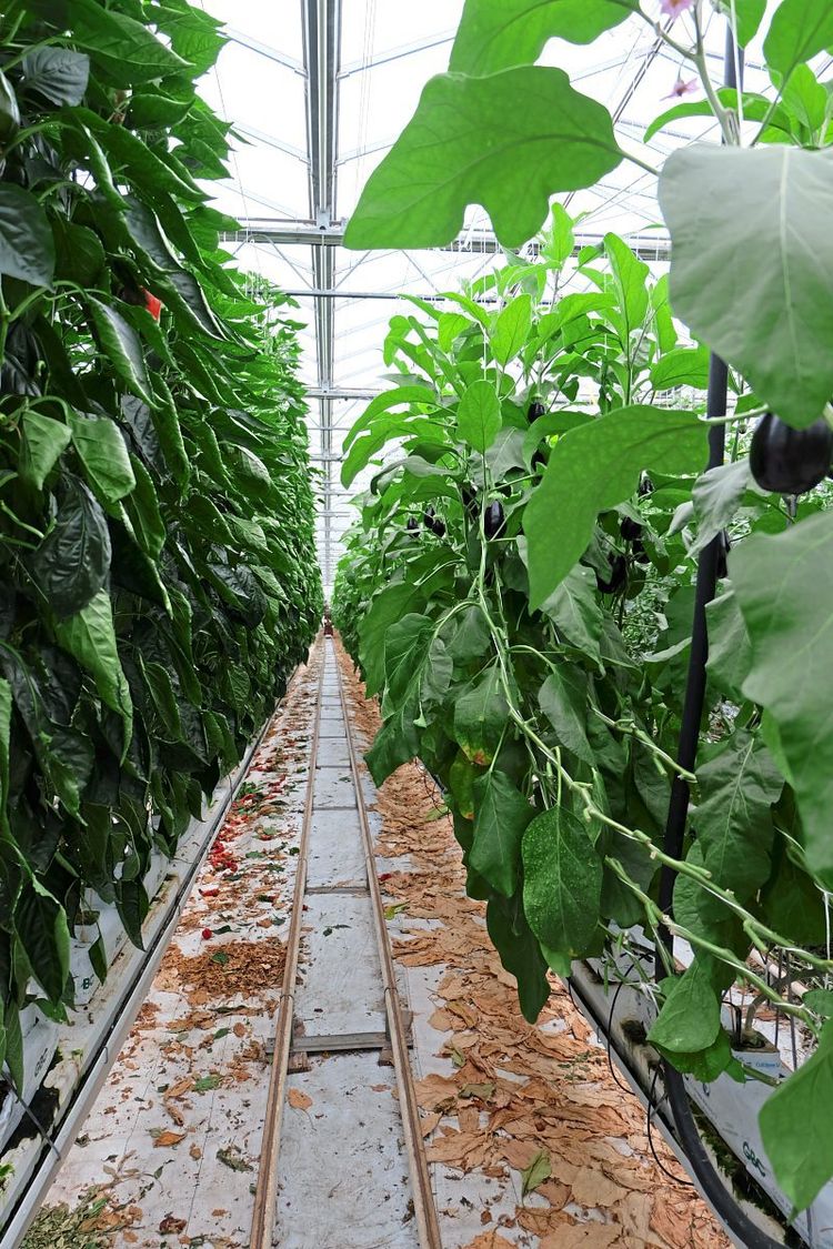 muss man palmen düngen ProviPlant Palmen-Dünger: Für Palmen und Palmenartige (Arecales)