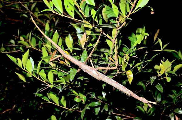 Gewaltige-Gespenstschrecke-in-Australien-entdeckt