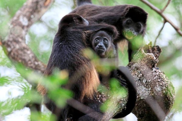 Foto: Jeffrey Arguedas / EPA