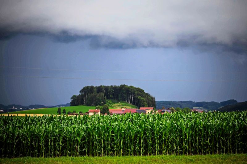 Was wächst künftig auf unseren Feldern, wenn die Sommer zunehmend heißer werden?