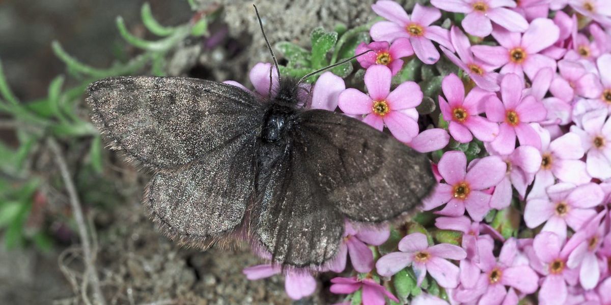 Alpiner Schmetterling erstmals seit 86 Jahren wieder gesichtet - Vimarsana News