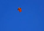 Deutscher mit Wingsuit in der Schweiz tödlich verunglückt