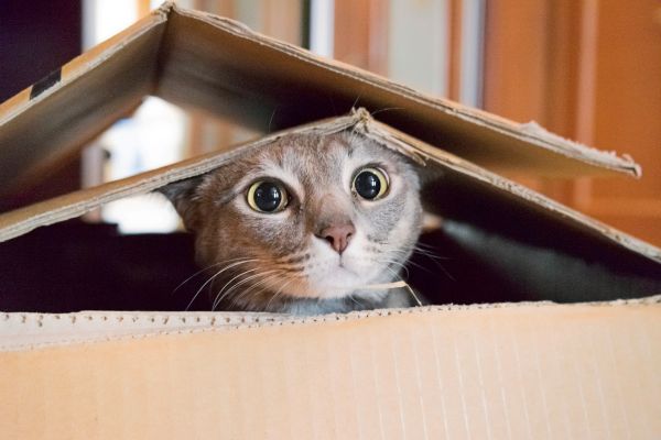 Wie-findet-ihr-euch-beim-Katzenfutter-noch-zurecht-