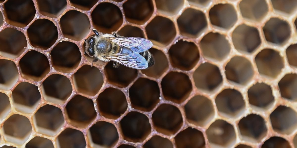 Steirisches Start-up entwickelt Heizung gegen das Bienensterben