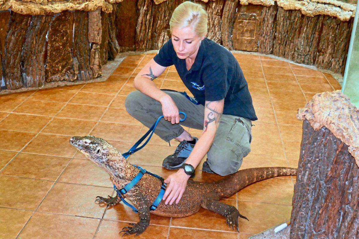 Wenn Warane Durch Den Zoo Flanieren Forschung Spezial DerStandard 