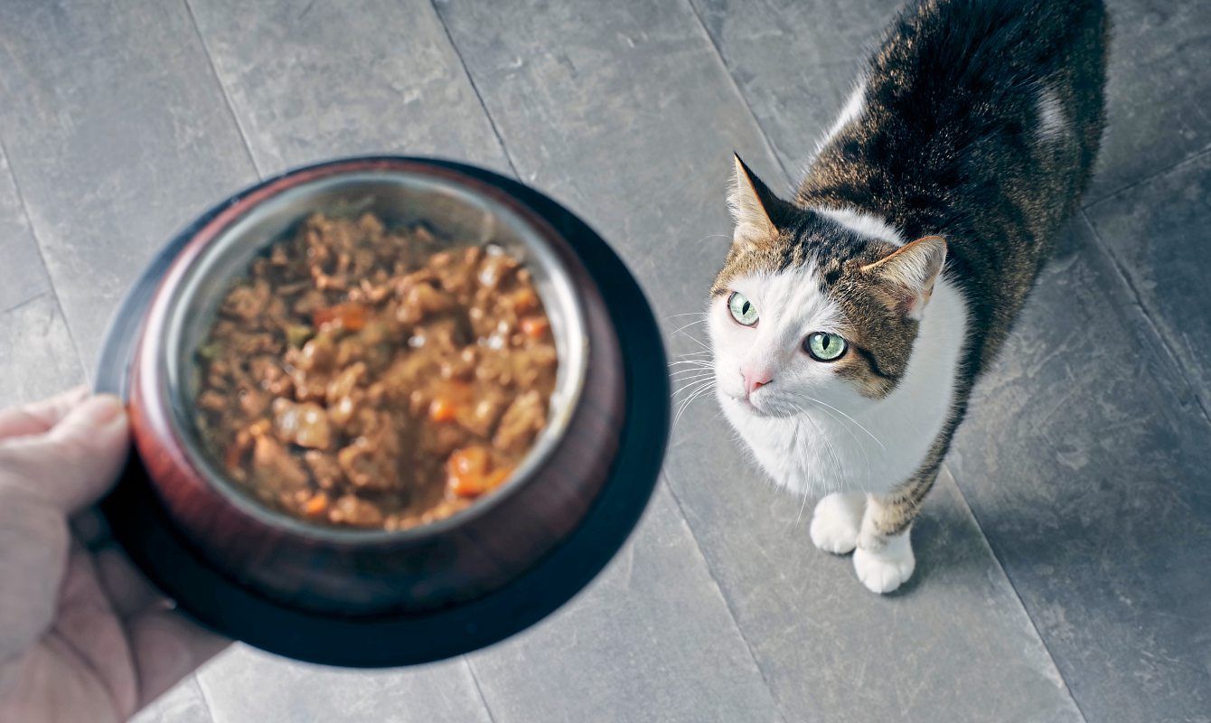Die Tücken der Katzenfütterung: Wie wählerisch ist Ihre Katze ...