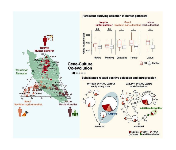 Die Infografik zeigt die genetische Analyse dreier indigener Gruppen in Malaysia (Negrito, Senoi und Jakun) und hebt die Gen-Kultur-Koevolution hervor. Links eine Karte der malaiischen Halbinsel mit den Standorten der Gruppen. Rechts Boxplots zur Genmutationslast, die bei den Negrito (Jäger und Sammler) niedriger bleibt, was auf eine stärkere Erhaltung von Geruchsgenen hinweist. Unten Diagramme zur positiven Selektion und Introgression von Geruchsgenen, z. B. für erdige/moschusartige Gerüche, einschließlich Einfluss von Altai-Neandertaler-ähnlicher DNA.