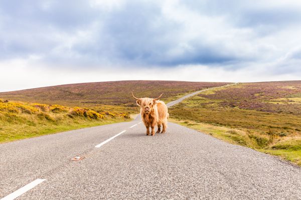 Touristenautos-kennzeichnen-Schottland-macht-es-vor-aus-gutem-Grund