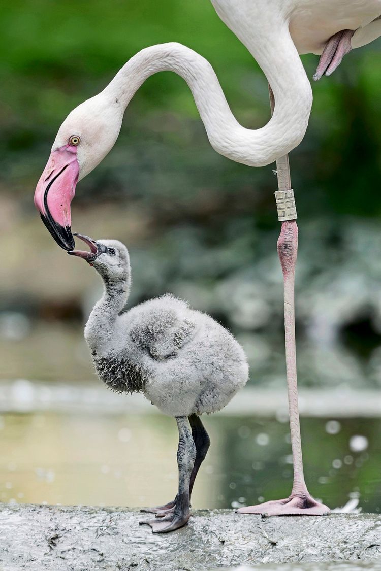 Ein flauschiges graues Flamingo-Küken steht neben einem erwachsenen Flamingo, der sich mit gebogenem Hals dem Küken zuwendet und es zu füttern scheint. Die Szene spielt sich vor einem unscharfen, natürlichen Hintergrund ab.