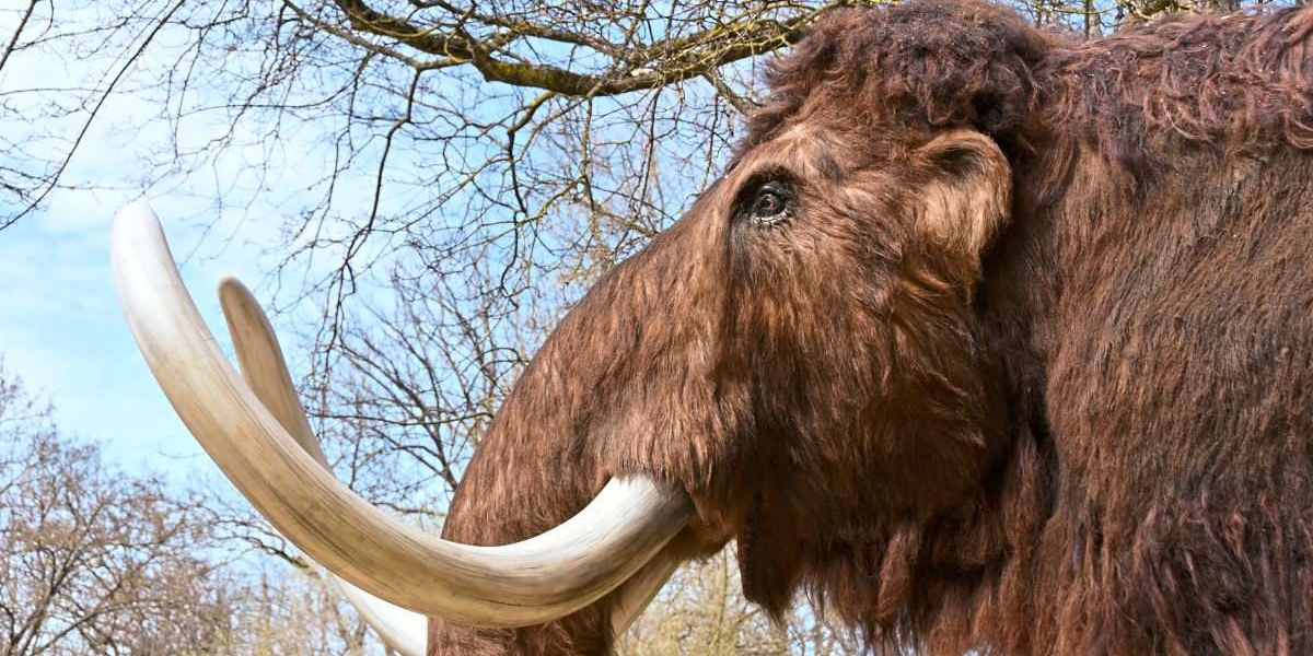 Gejagt und gedealt: Zerlegte Mammuts in Niederösterreich entdeckt