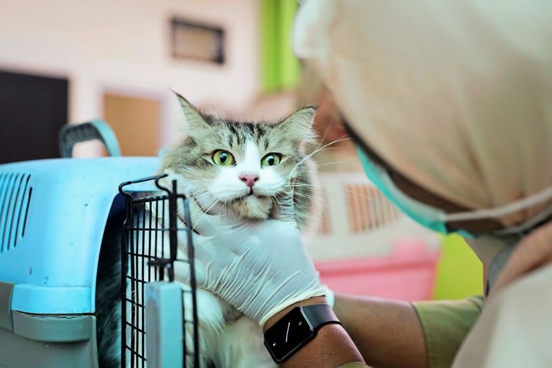 Liebe Tierärztinnen und Tierärzte, wie geht es euch?