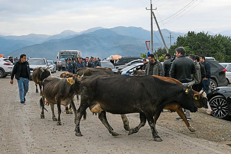 Armenier zieht mit Vieh über Straße