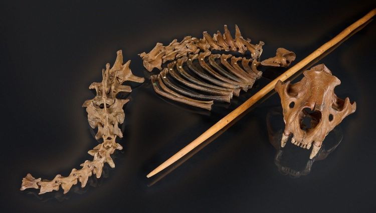 Höhlenlöwen-Skelett mit Wurfspeer