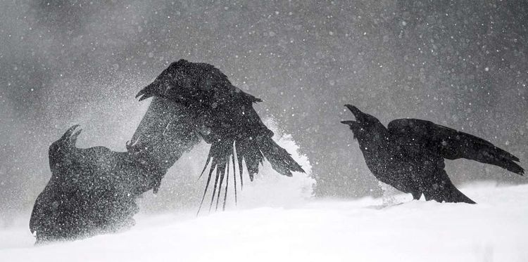 Raben im Schnee, Rabenvögel