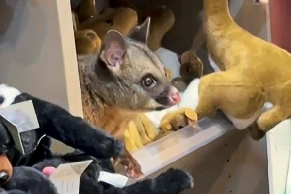 Zwischen-K-ngurus-und-Koalas-Possum-versteckte-sich-im-Souvenirshop-zwischen-Pl-schtieren