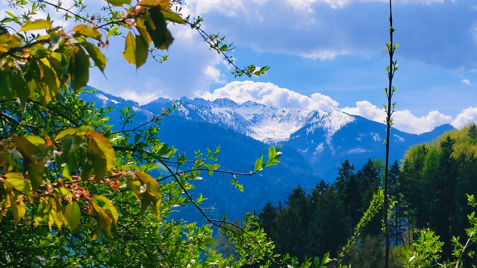 Blick auf einen schneebedeckten Berg über einen frühlingshaft grünen Wald
