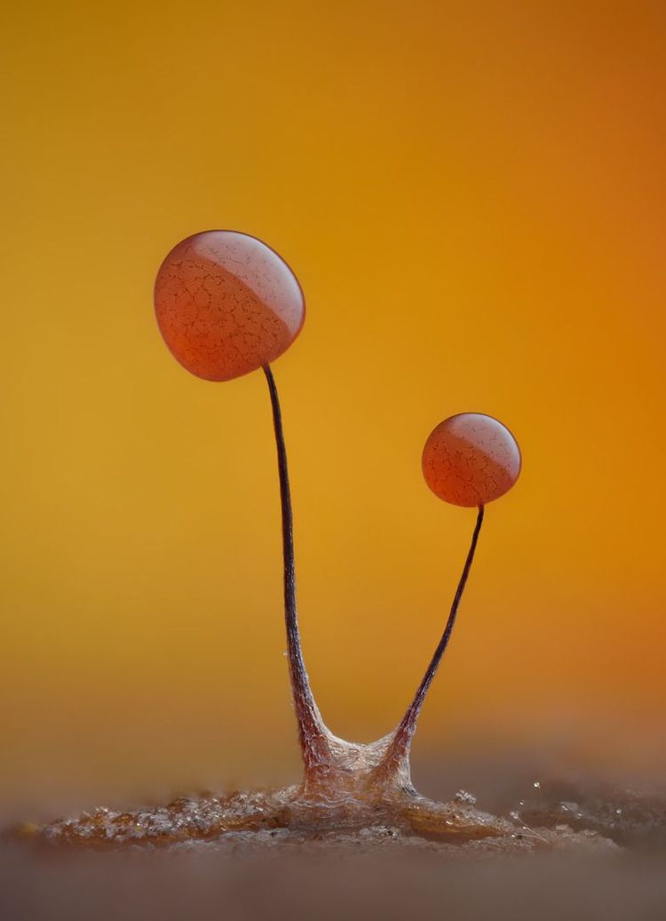 Eine extreme Nahaufnahme von zwei sich entwickelnden Fruchtkörpern des Schleimpilzes Comatricha nigra. Dieses Kompositbild aus 179 Aufnahmen bei zehnfacher Vergrößerung gelang Timothy Boomer.