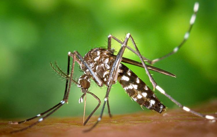 Die schwarzweiß gemusterte Asiatische Tigermücke, Aedes albopictus
