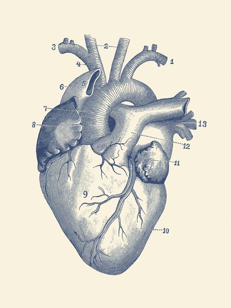 Alte anatomische Zeichnung des Herzen.