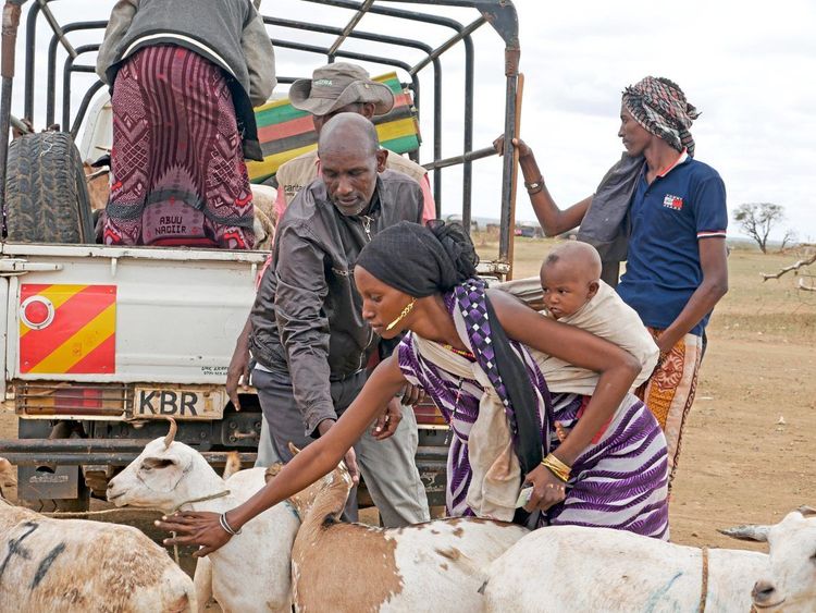 Ziegen, Menschen, Dürre in Kenia