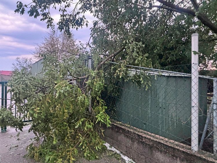 Ein umgestürzter Baum liegt auf einem Zaun, offenbar durch ein Unwetter verursacht. Im Hintergrund sind weitere Bäume und ein bewölkter Himmel zu sehen.