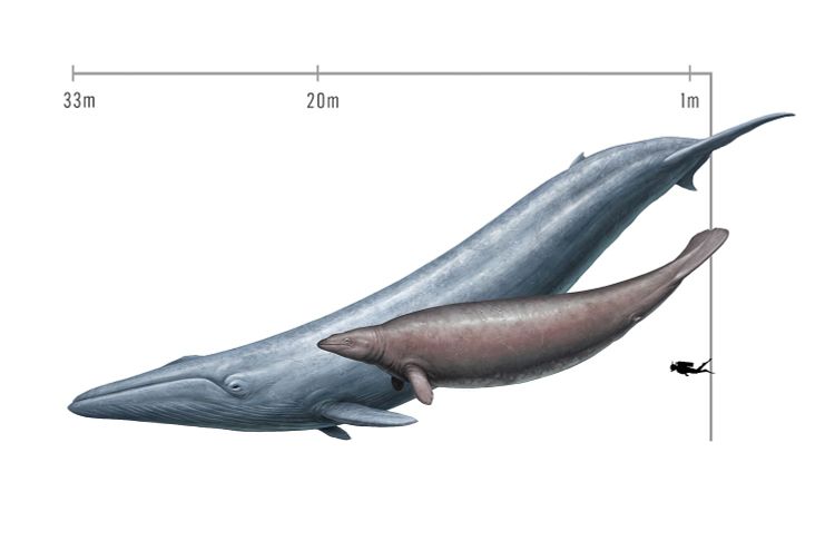 Urzeitwal, Perucetus colossus, Blauwal, Vergleich