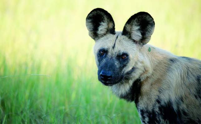 Botswana Wildhunde Im Okavango Delta Reisen Nach Afrika Derstandard At Lifestyle