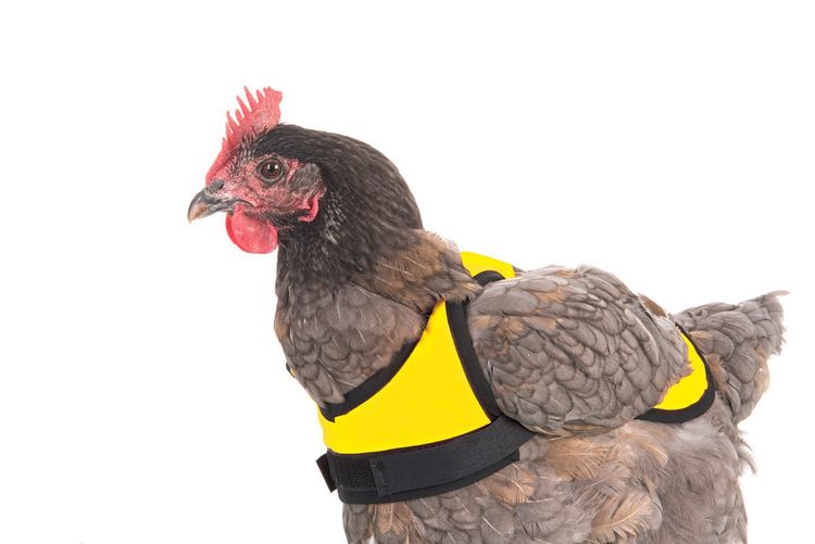 Aue: Warnwesten für Mini-Hühner