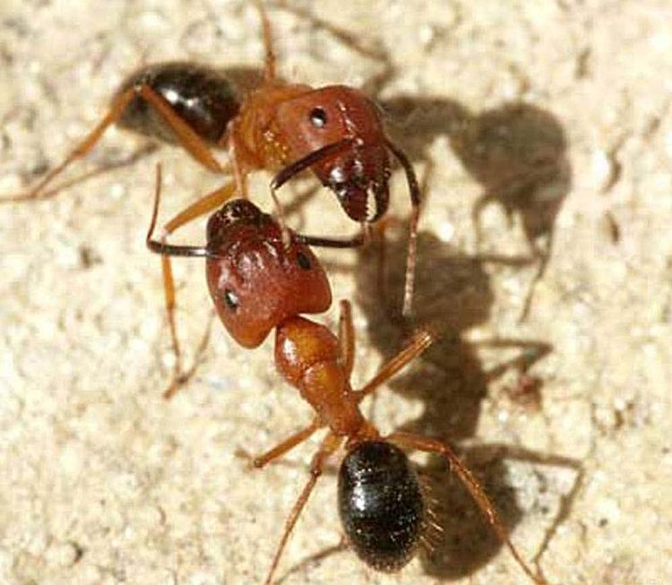 Florida-Holzameisen (Camponotus floridanus)