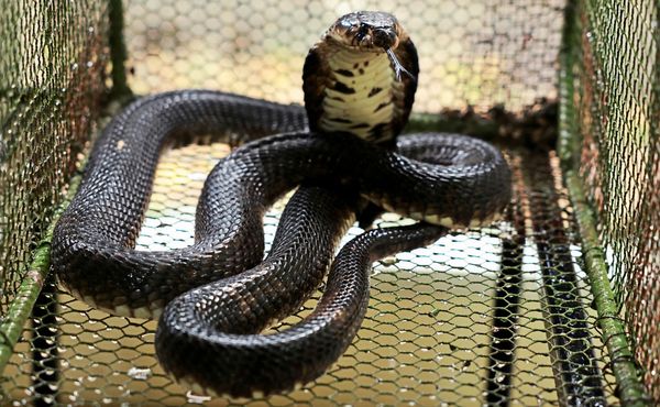 Schlangenbiss-im-gypten-Urlaub-Urlauber-starb-nach-Show-in-Hotel