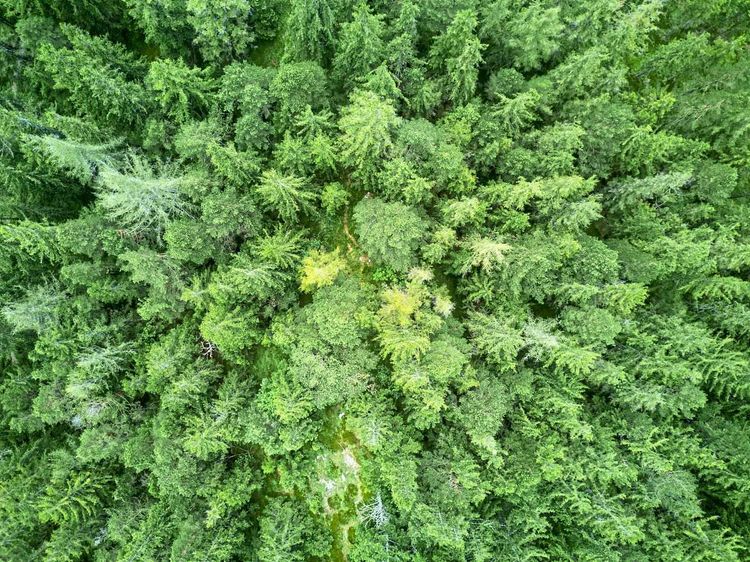 Wald Österreich Natur Umwelt Klimakrise