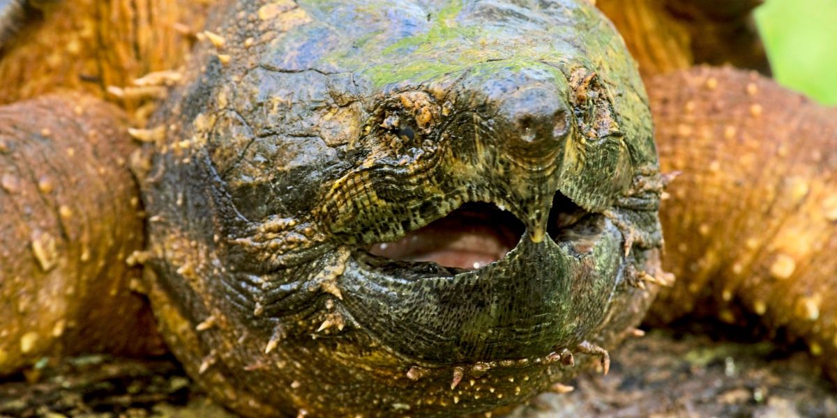 "Frisst Enten, Gefahr für Dackel": Deutsche Kanalarbeiter finden Riesenschildkröte