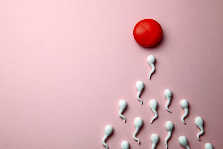 Weiße Spermienmodelle bewegen sich auf eine rote Kugel, ein Symbol für eine Eizelle, auf einem rosa Hintergrund zu. Konzept für Schwangerschaft und Befruchtung.