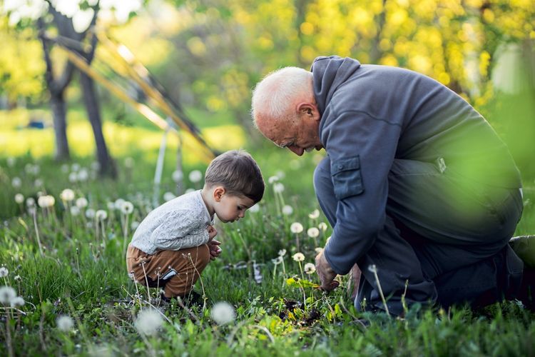 Ein älterer Mann und ein kleiner Junge knien gemeinsam im Gras, umringt von blühenden Pusteblumen, an einem sonnigen Frühlingstag.